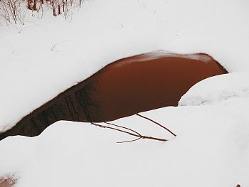 Новая птица весны