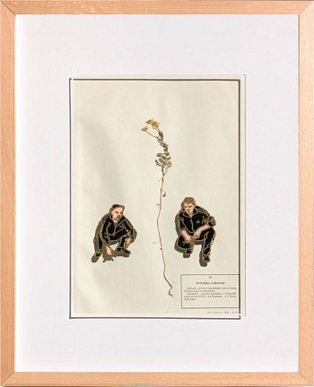 Пупавка собачья