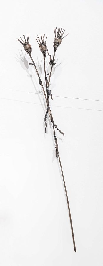 Из серии «Зимний гербарий»