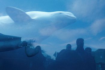 Кони-Айленд