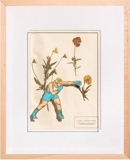 Фиалка, анютины глазки