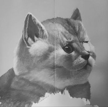 Кот