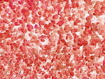 Мазки клевера