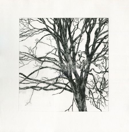 Вяз в Коньково, у поймы реки Старчонка