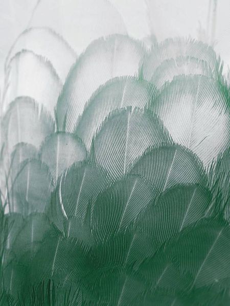 Летний лес. Туман