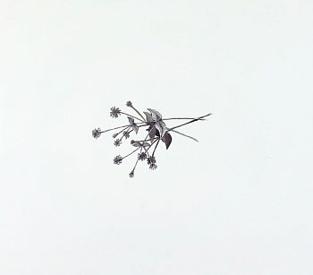 Звездчатка (из серии "В саду")