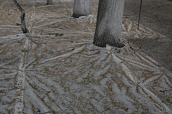 ПОКРЫТАЯ ЗЕМЛЯ 04