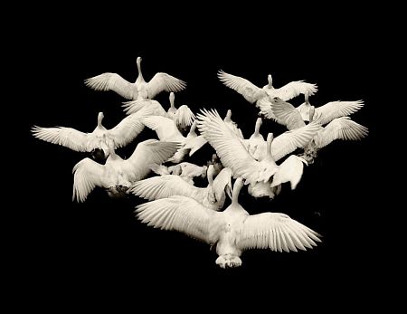 Взлёт лебедей