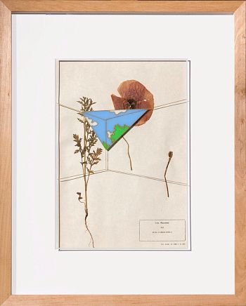 Мак-самосейка