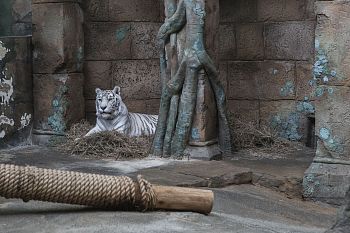 Из серии "In captivity II"