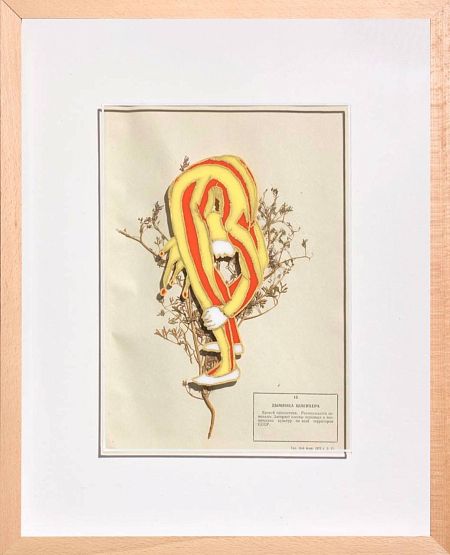 Дымянка шлепхера