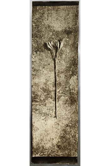 Lily. Hommage to Y. K.